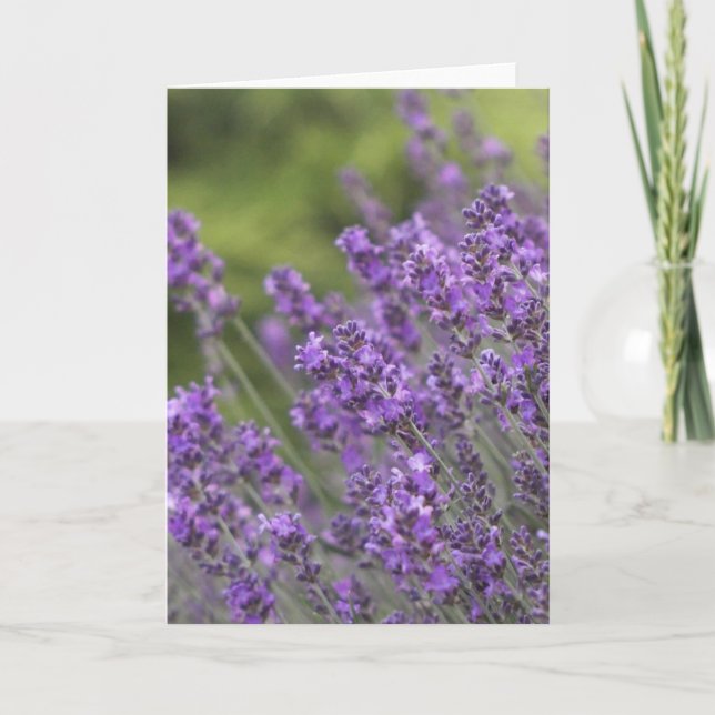 Pretty Lavender Fields Greeting Cards (Front)