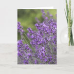 Pretty Lavender Fields Greeting Cards