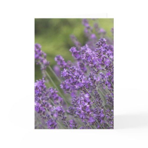 Pretty Lavender Fields Greeting Cards