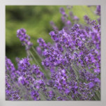 Pretty Lavender Fields Poster