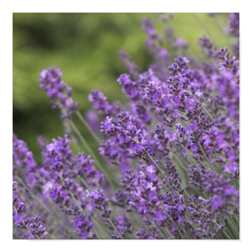 Pretty Lavender Fields Poster