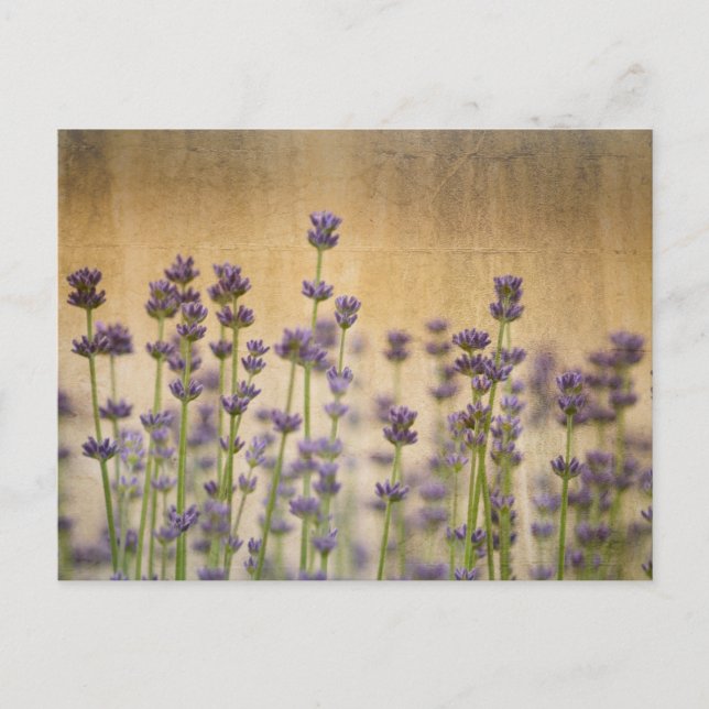 Pretty Lavender Flowers Postcard (Front)