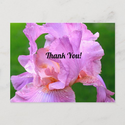 Pretty Lavender Iris Floral Thank You Postcard