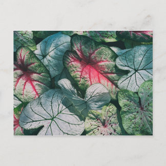 Pretty leaves postcard