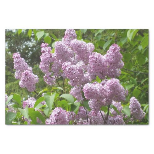 Pretty Lilac Bush Tissue Paper