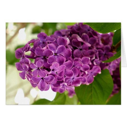 Pretty Lilac Cards (Front Horizontal)