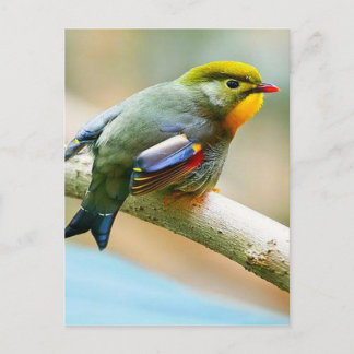 Pretty Little Bird Postcard