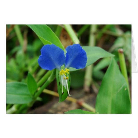 Pretty Little Blue Flower Cards (Front Horizontal)