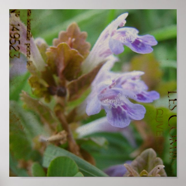 Pretty Little Henbit Poster (Front)