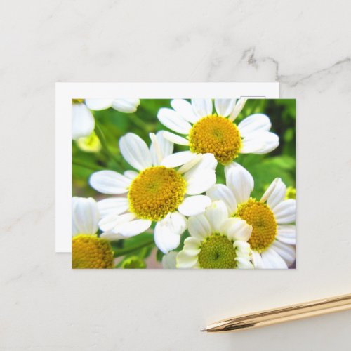 Pretty Little Lawn Daisy Flowers in Sunshine Postcard