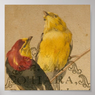 Pretty Little Vintage Birds Poster