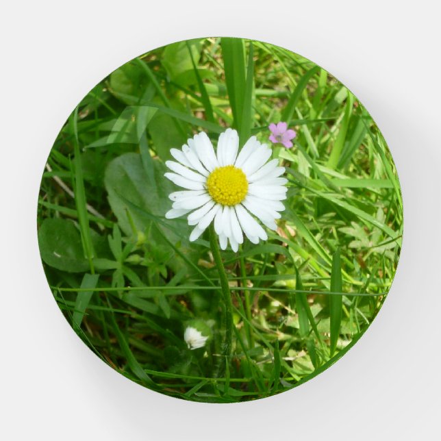 Pretty Little White and Yellow Miniature Daisy Paperweight (Front)