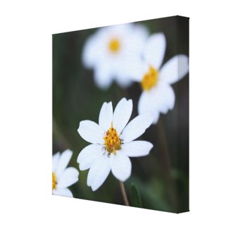 Pretty Little White Flower: Macro Closeup View wrappedcanvas