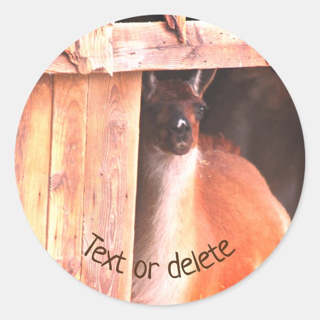 Pretty Llama Farm Animal Personalized Classic Round Sticker (Front)
