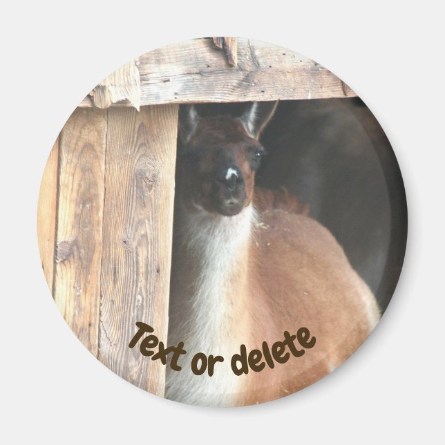 Pretty Llama Farm Animal Personalized Magnet (Front)