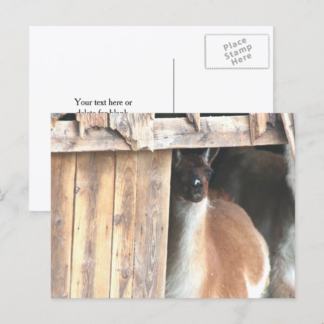 Pretty Llama Farm Animal Personalized Postcard (Front/Back)