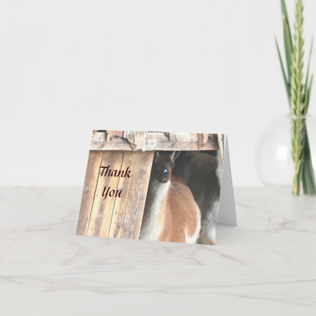 Pretty Llama Farm Animal Thank You Card (Front)