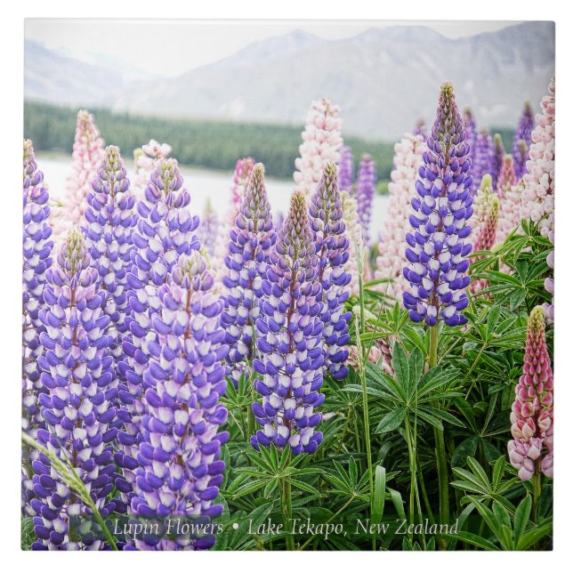 Pretty Lupins @ Lake Tekapo New Zealand Ceramic Tile (Front)