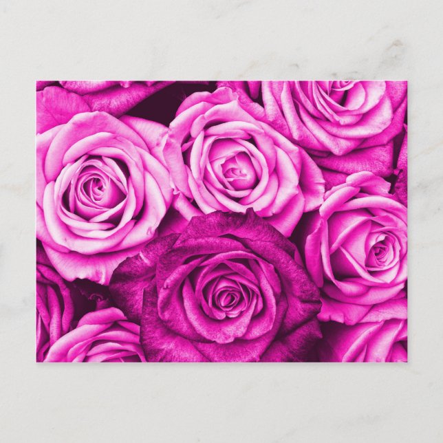 Pretty Magenta Pink Roses Flower Bouquet Postcard (Front)