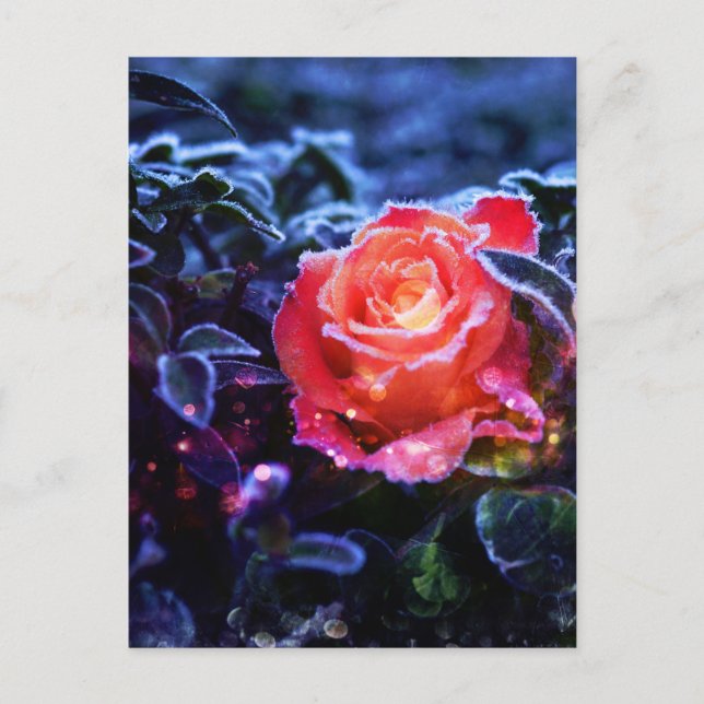 Pretty Magic Frosted Pink Fantasy Rose Garden Postcard (Front)