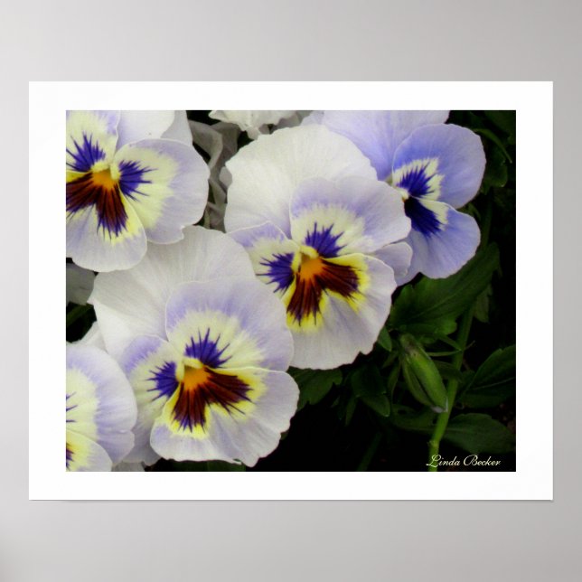 Pretty Maids All In A Row by Linda Becker Poster (Front)