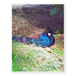 Pretty Male palawan peacock-pheasant Bird sitting Temporary Tattoos