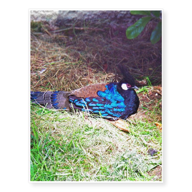 Pretty Male palawan peacock-pheasant Bird sitting Temporary Tattoos (Front)