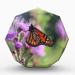 Pretty Monarch Award<br><div class="desc">bug</div>
