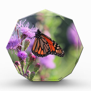 Pretty Monarch Award