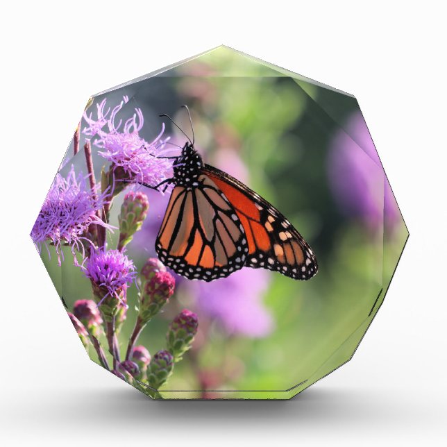 Pretty Monarch Award (Front)