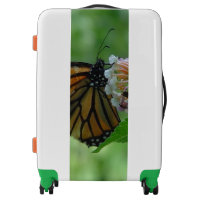 Pretty Monarch Butterfly