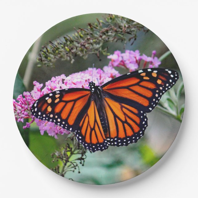 Pretty Monarch Butterfly Photo Paper Plates (Front)