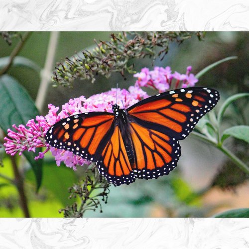 Pretty Monarch Butterfly Photo Postcard