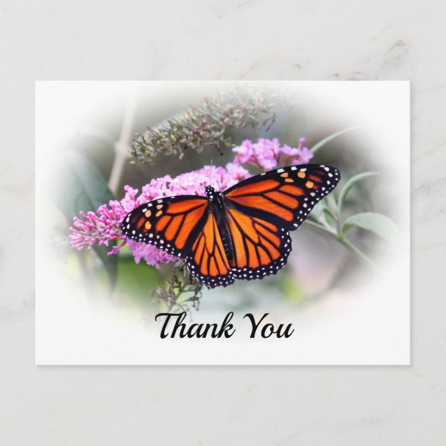 Pretty Monarch Butterfly Photo Thank You Postcard (Front)