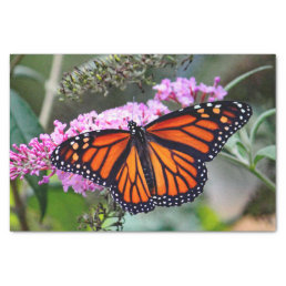 Pretty Monarch Butterfly Photo Tissue Paper