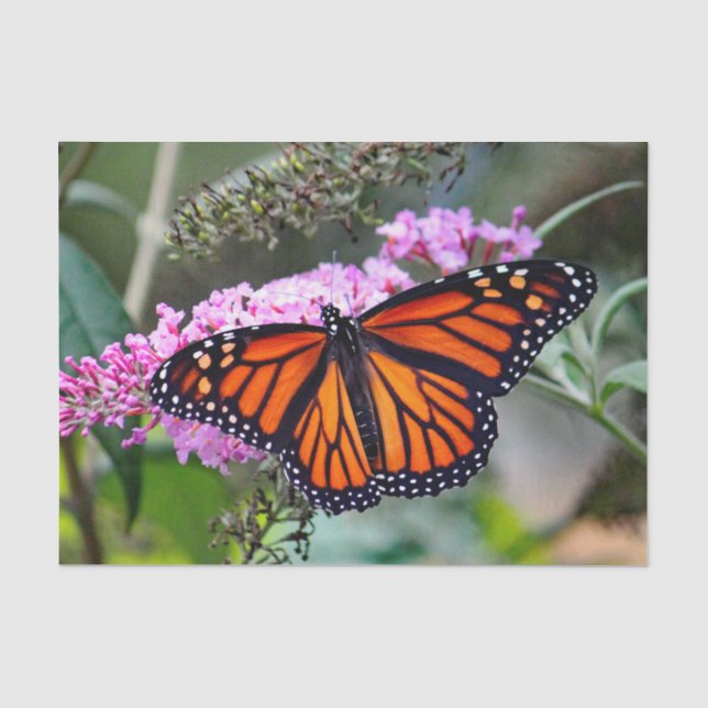 Pretty Monarch Butterfly Photo Tissue Paper (Front)