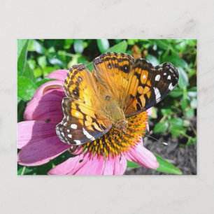 Pretty Monarch Butterfly  Postcard