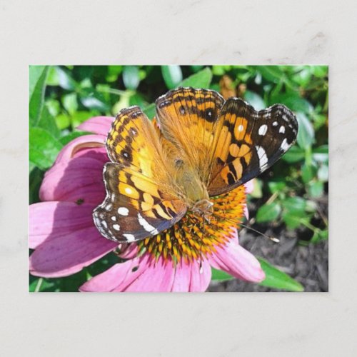 Pretty Monarch Butterfly  Postcard