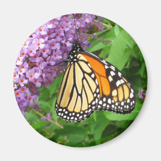 Pretty Monarch ~ magnet