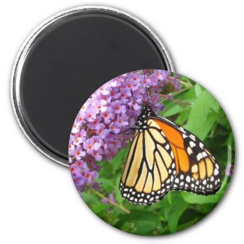 Pretty Monarch ~ Magnet by Andy2302 at Zazzle
