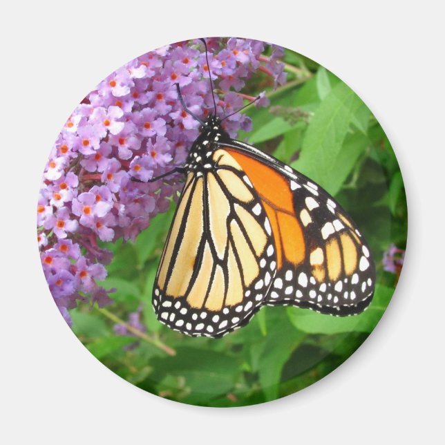 Pretty Monarch ~ magnet (Front)