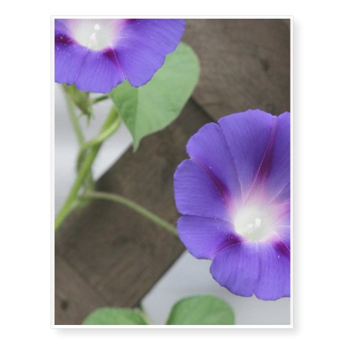 Pretty Morning Glories Temporary Tattoos
