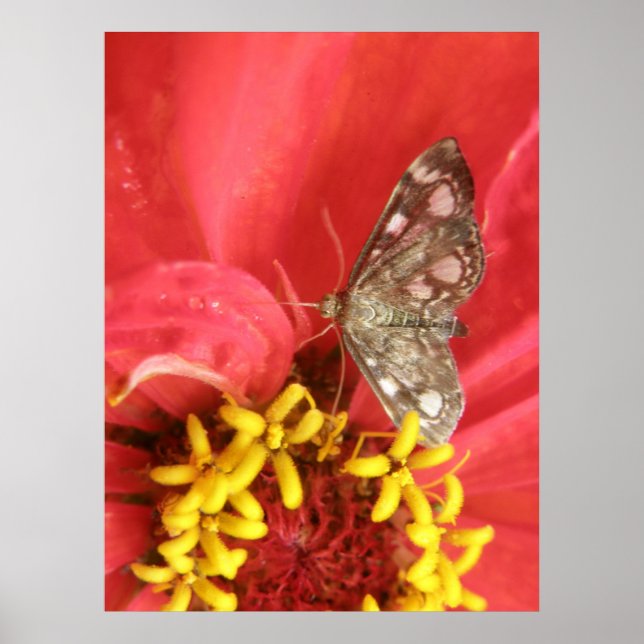 Pretty Moth on Red Flower Print (Front)