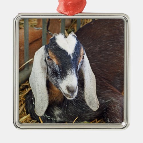 Pretty Nubian Goat Photo Metal Ornament