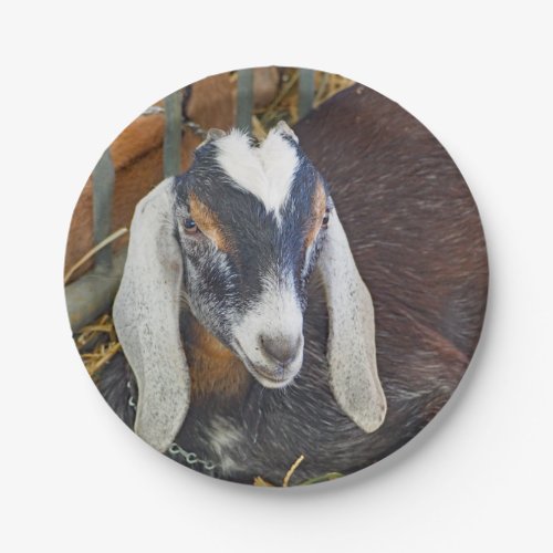 Pretty Nubian Goat Photo Paper Plates