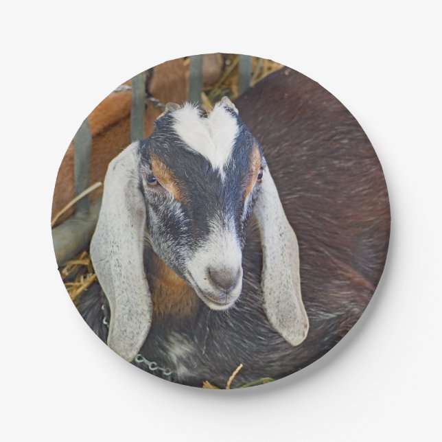 Pretty Nubian Goat Photo Paper Plates (Front)