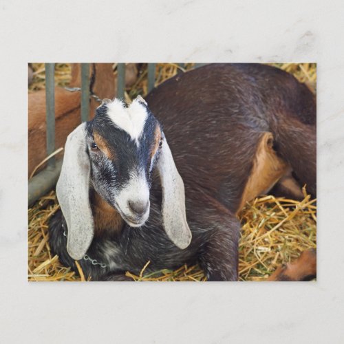 Pretty Nubian Goat Photo Postcard