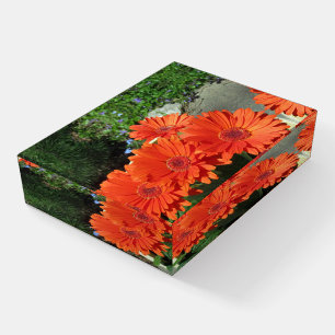 Pretty Orange Daisy Photo Paperweight