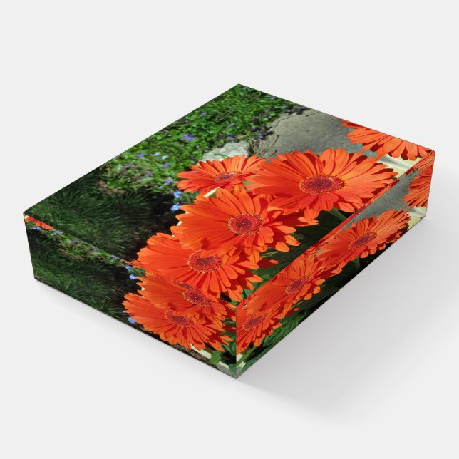 Pretty Orange Daisy Photo Paperweight (Angled)