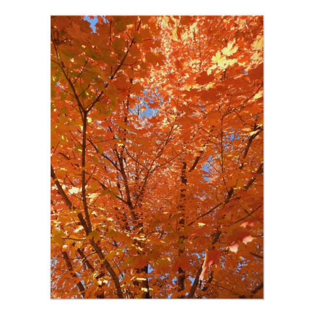 Pretty Orange Fall Leaves Poster (Front)
